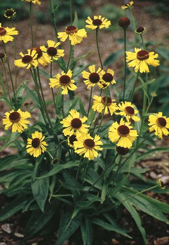 photo of flower to be used as: Bedding / border plant Helenium bigelovii Tip Top