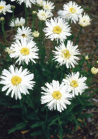 photo of flower to be used as: Pot, bedding, patio, basket Chrysanthemum maximum Snowdrift
