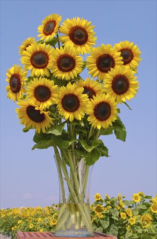 photo of flower to be used as: Cutflower Helianthus annuus Full Sun Improved F1