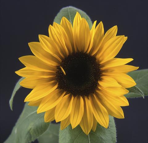 photo of flower to be used as: Cutflower Helianthus annuus Luna Rossa