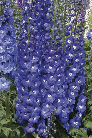 photo of flower to be used as: Bedding / border plant Delphinium elatum New Millennium Series Royal Aspirations