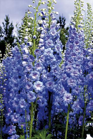Foto fiore da  Aiuola e/o bordura Delphinium elatum New Millennium Series Blue Lace