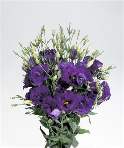 photo of flower to be used as: Cutflower Lisianthus (Eustoma rusellianum) Super Magic Deep Blue 752