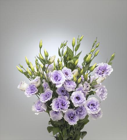 Foto fiore da  Reciso Lisianthus (Eustoma rusellianum) Super Magic Lavender 696