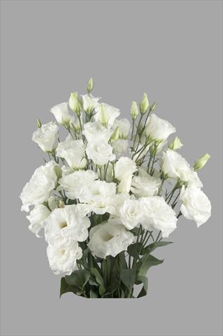 photo of flower to be used as: Cutflower Lisianthus (Eustoma rusellianum) Super Magic White 791