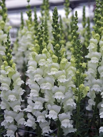 Foto fiore da  Vaso e aiola Antirrhinum majus Opus Fresh White