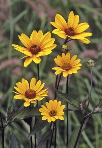 photo of flower to be used as: Bedding / border plant Heliopsis helianthoides Summer Nights