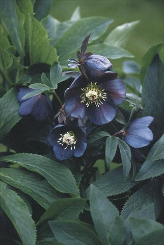 Foto fiore da  Aiuola e/o bordura Helleborus Orientalis-Hybr. Blue Metallic Lady