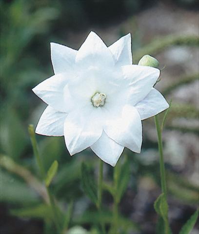 Foto fiore da  Aiuola e/o bordura Platycodon grandiflorus Hakone White