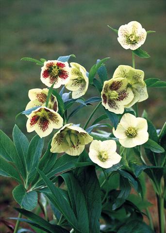 photo of flower to be used as: Bedding / border plant Helleborus Orientalis-Hybr. Yellow Lady