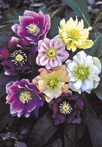 Foto fiore da  Aiuola e/o bordura Helleborus Orientalis-Hybr. Double Ladies Mixed