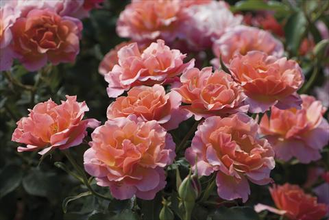 Foto fiore da  Reciso Rosa floribunda Charleston®