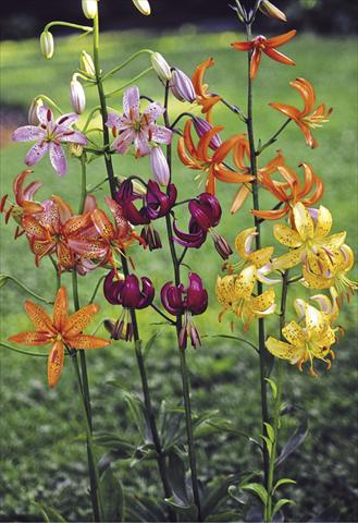 photo of flower to be used as: Bedding / border plant Lilium Martagon-Hybr Painted Ladies
