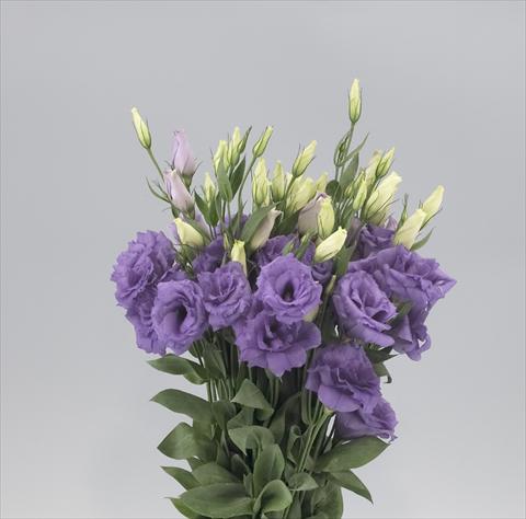 Foto fiore da  Reciso Lisianthus (Eustoma rusellianum) Super Magic Lavender Blue 805