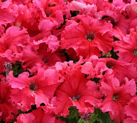 photo of flower to be used as: Bedding pot or basket Petunia grandiflora Frillytunia Tropical Red