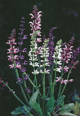 Foto fiore da  Aiuola e/o bordura Salvia pratensis Ballett-Serie Meadow Ballet Blend