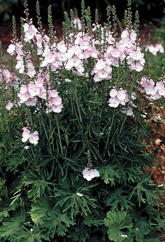 photo of flower to be used as: Bedding / border plant Sidalcea malviflora Rosaly