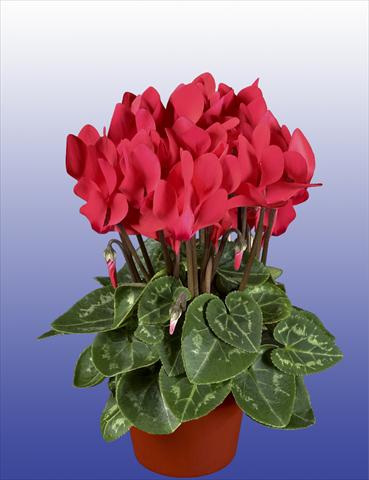 photo of flower to be used as: Pot, patio, basket Cyclamen persicum Composition Super Serie® Verano® F1