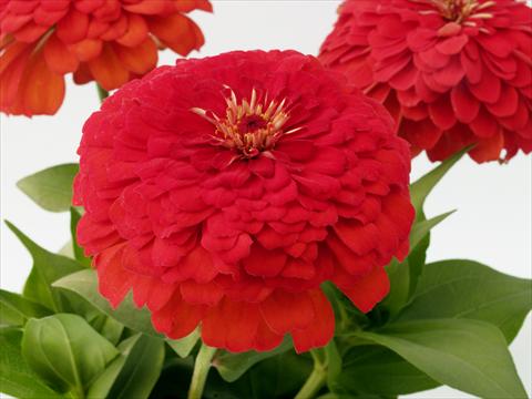 photo of flower to be used as: Bedding / border plant Zinnia elegans Eldorado red