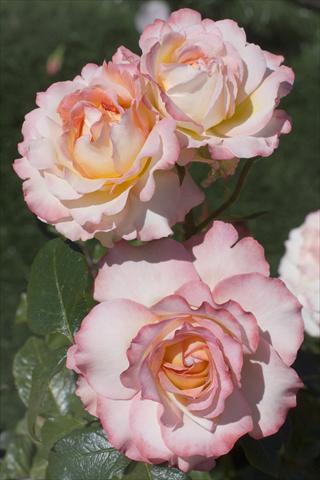 Foto fiore da  Reciso Rosa Tea Virna Lisi®