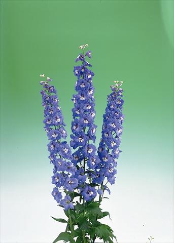 photo of flower to be used as: Cutflower Delphinium elatum Aurora F1