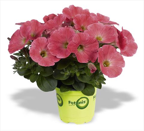 photo of flower to be used as: Pot, bedding, patio, basket Petunia RED FOX Potunia® Lobster