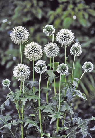 photo of flower to be used as: Bedding / border plant Echinops bannaticus Star Frost