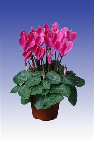photo of flower to be used as: Pot Cyclamen persicum Super Serie® Verano® F1 Wine Red Flamed