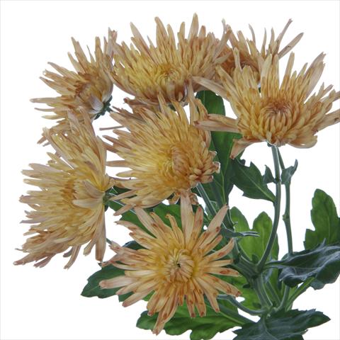 Foto fiore da  Vaso e aiola Chrysanthemum Anastasia Dark Bronze