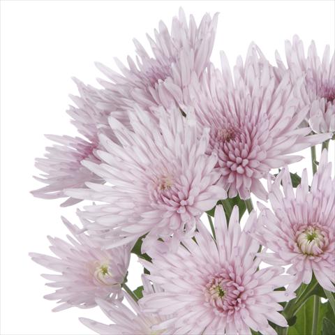 photo of flower to be used as: Pot and bedding Chrysanthemum Anastasia Pink