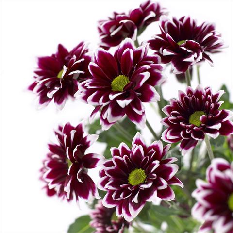 photo of flower to be used as: Pot and bedding Chrysanthemum Barletta