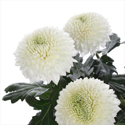 photo of flower to be used as: Pot and bedding Chrysanthemum Boula