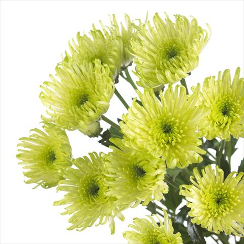photo of flower to be used as: Pot and bedding Chrysanthemum Delianne Green