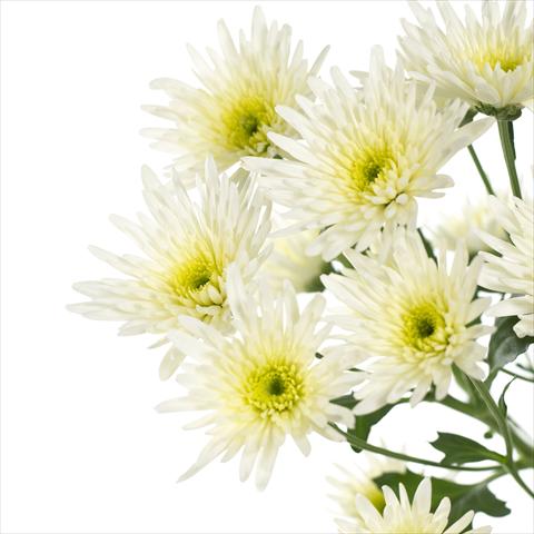 Foto fiore da  Vaso e aiola Chrysanthemum Delianne White