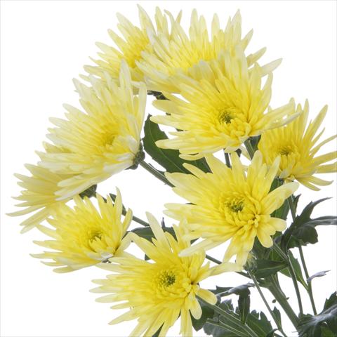 photo of flower to be used as: Pot and bedding Chrysanthemum Delianne Yellow