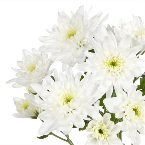 Foto fiore da  Vaso e aiola Chrysanthemum Milano White