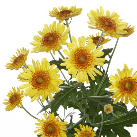 photo of flower to be used as: Pot and bedding Chrysanthemum Samos Yellow