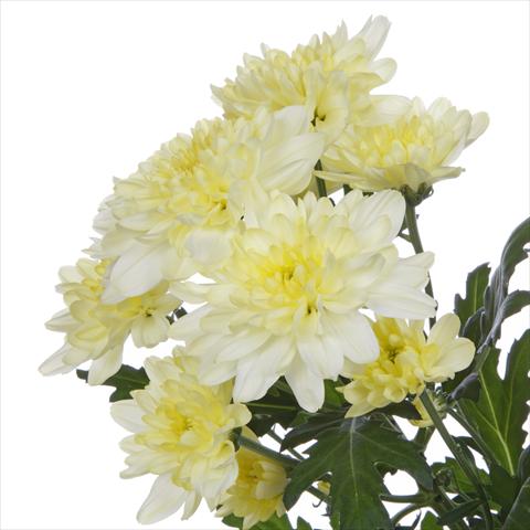 Foto fiore da  Vaso e aiola Chrysanthemum Zembla Cream