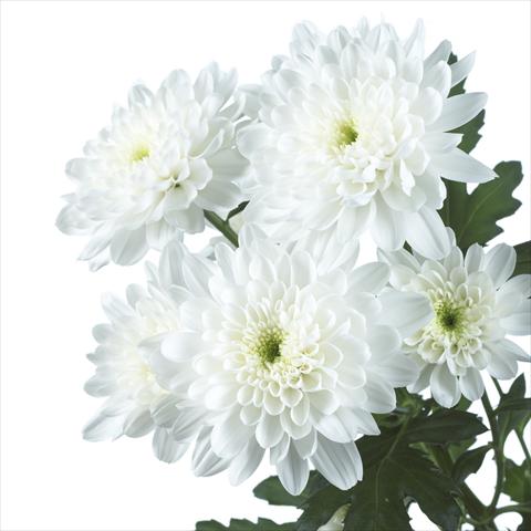 photo of flower to be used as: Pot and bedding Chrysanthemum Zembla White