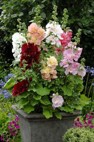 photo of flower to be used as: Pot and bedding Alcea rosea Spring Celebrities
