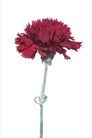 photo of flower to be used as: Cutflower Dianthus caryophyllus Bagnacavallo