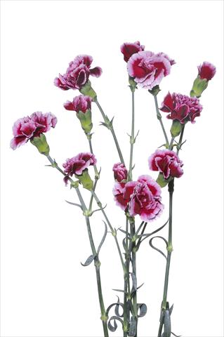 Foto fiore da  Reciso Dianthus caryophyllus Cino