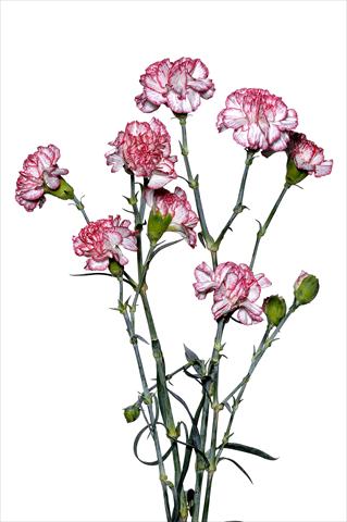 Foto fiore da  Reciso Dianthus caryophyllus Marescalco