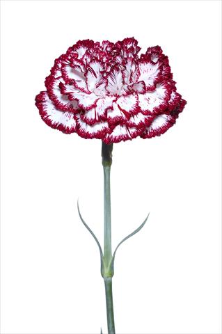 Foto fiore da  Reciso Dianthus caryophyllus Palladio Bianco-Nero