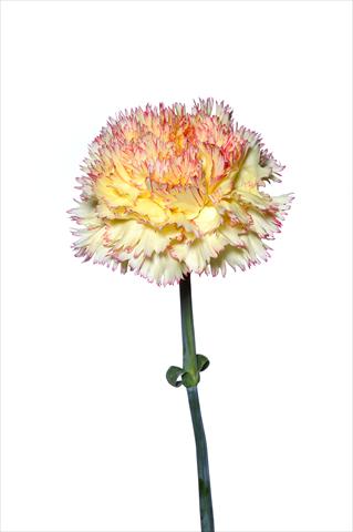 Foto fiore da  Reciso Dianthus caryophyllus Riccio