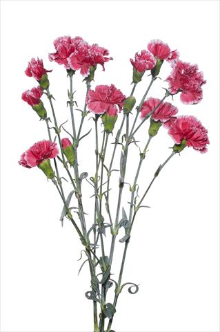 Foto fiore da  Reciso Dianthus caryophyllus Sangallo