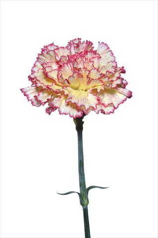 Foto fiore da  Reciso Dianthus caryophyllus Scipione