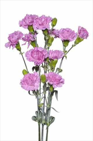 photo of flower to be used as: Cutflower Dianthus caryophyllus Sordino