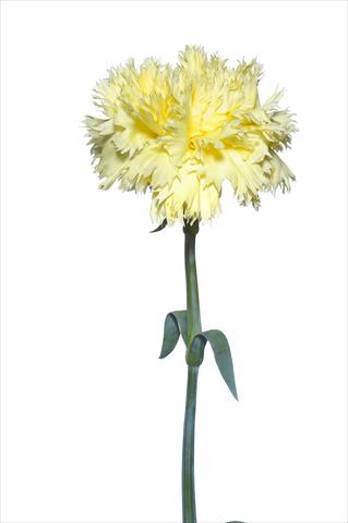 photo of flower to be used as: Cutflower Dianthus caryophyllus Verrocchio