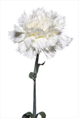 photo of flower to be used as: Cutflower Dianthus caryophyllus Volterrano